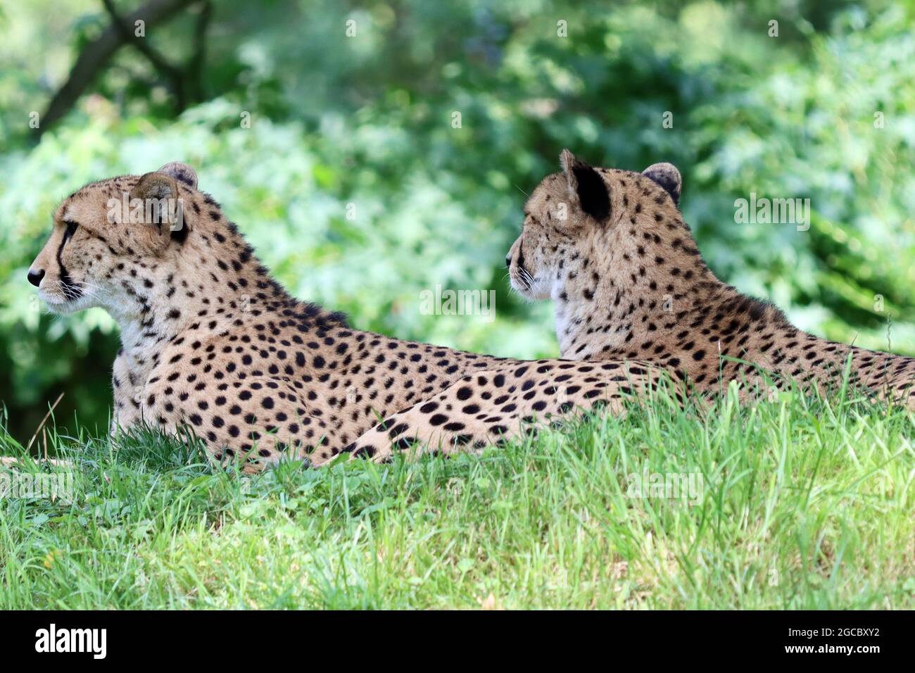 Köln sehr schöner Zoo Garten Stockfoto