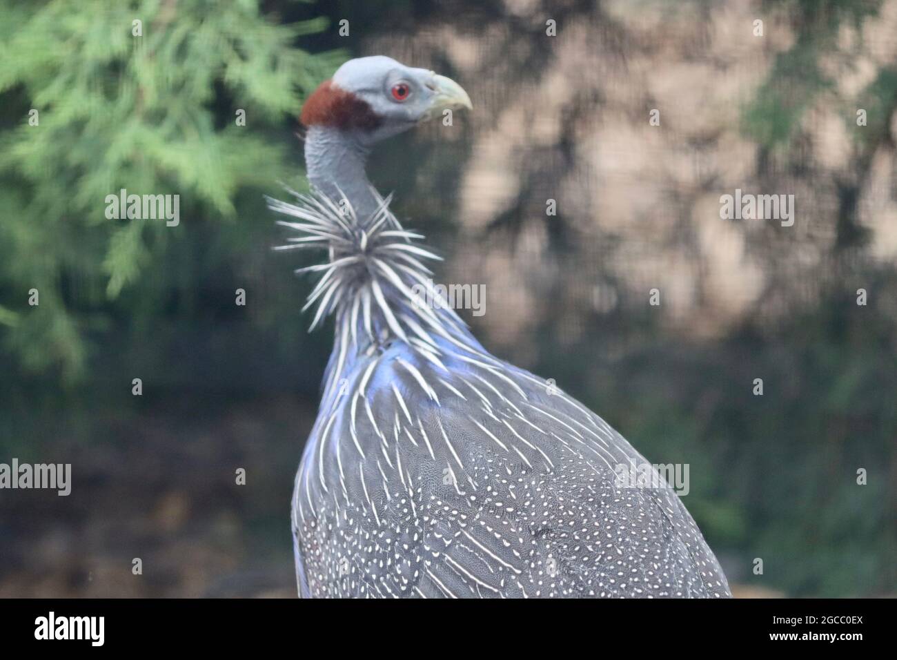 Köln sehr schöner Zoo Garten Stockfoto