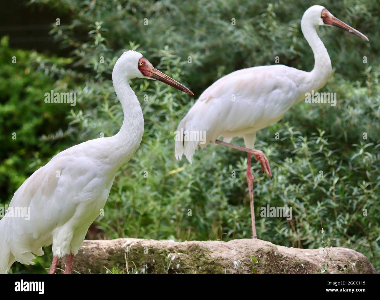 Köln sehr schöner Zoo Garten Stockfoto