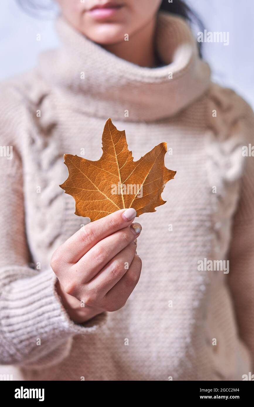 Die Frau hält in der Hand ein Herbstblatt. Orangefarbenes Herbstblatt in den Händen einer Frau. Kurzer Schuss einer jungen Frau in einem warmen Pullover mit herbstlichem Blatt Stockfoto