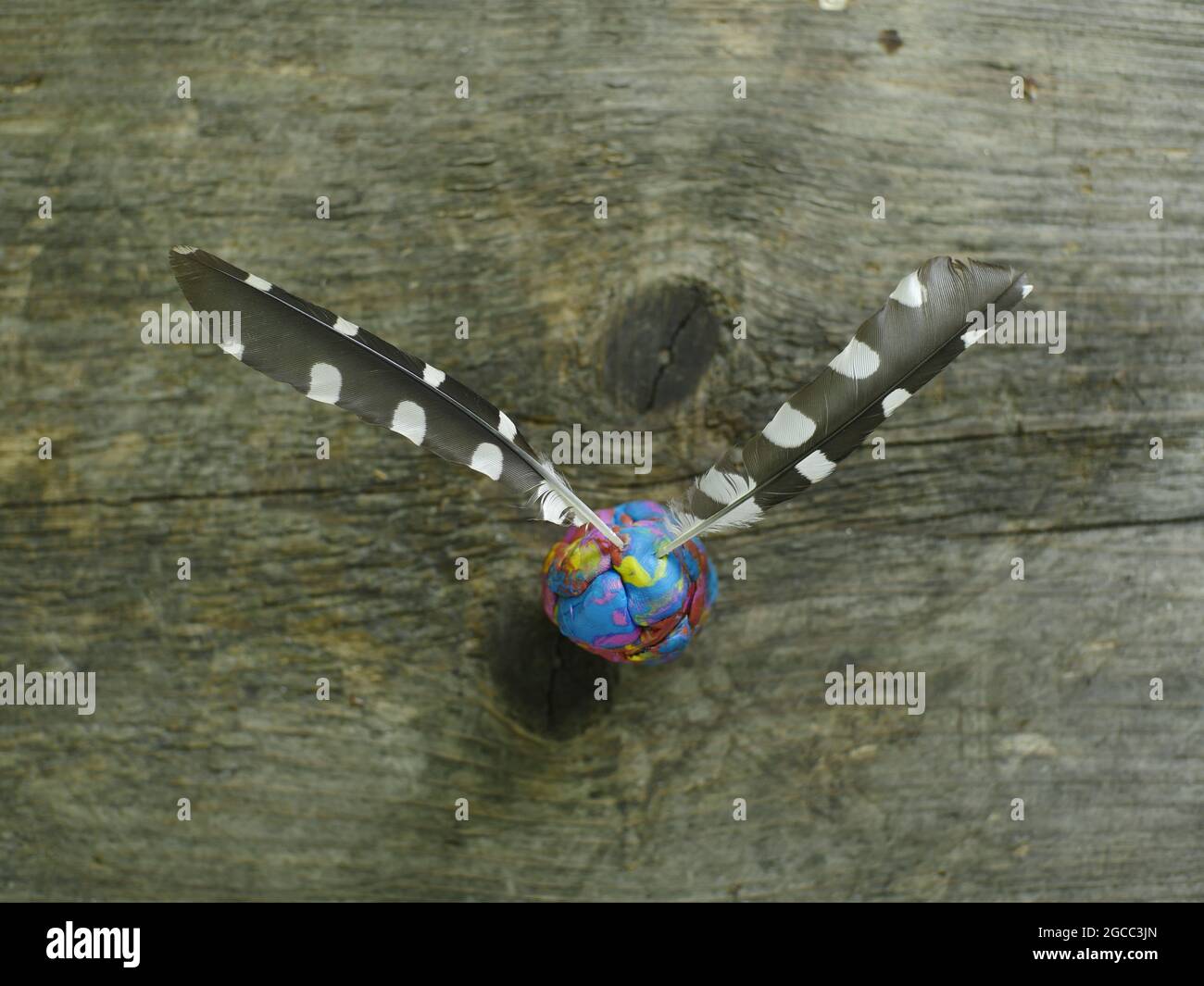 Flug Feder schwarz mit weißen Flecken Stillleben Stockfoto