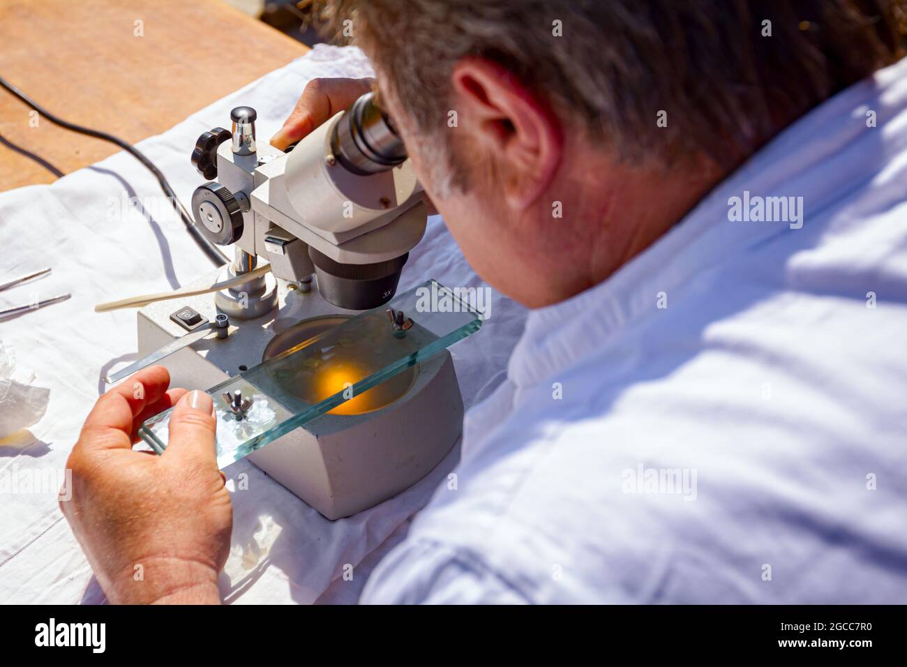 Ein Tierarzt untersucht Probe von Fleisch, Schweinefleisch Lungengewebe, auf Trichinose, Blick auf Glasfliesen unter einem elektrischen Mikroskop bei Outdoor-Labor Stockfoto
