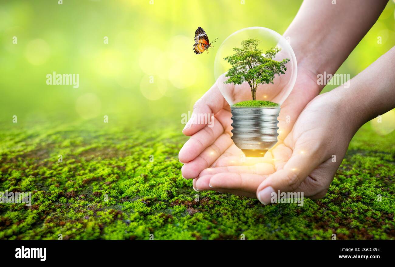 Mann hält Glühbirne mit Baum im Konzept Baum Umweltschutz Stockfoto