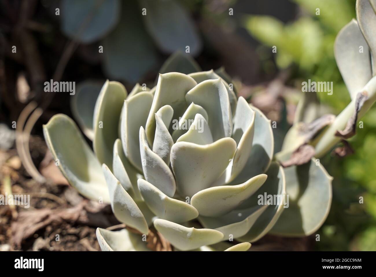 Sukkulente Kakteen aus der Nähe. Muster und Ornament von Sukkulenten Kaktus in einem Topf durch Sonnenlicht im Sommer. Home Zierpflanzen. Hochwertige Fotos Stockfoto