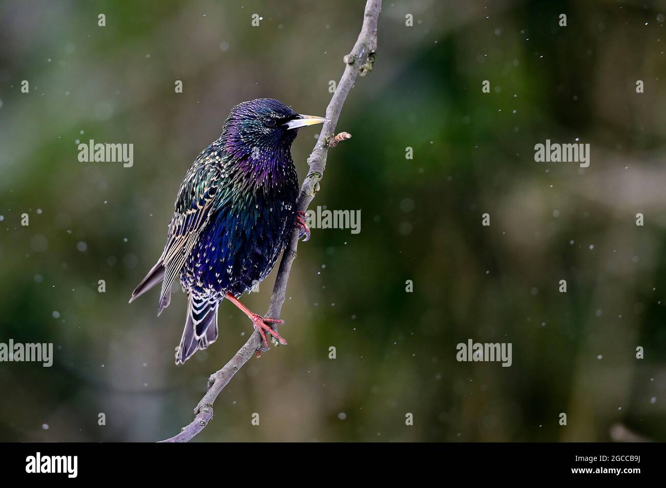 'Early Bird' Starling sind zurück, um den Frühling zu genießen, aber der Frühling ist noch nicht da. Der Winter drängt zurück. Stockfoto