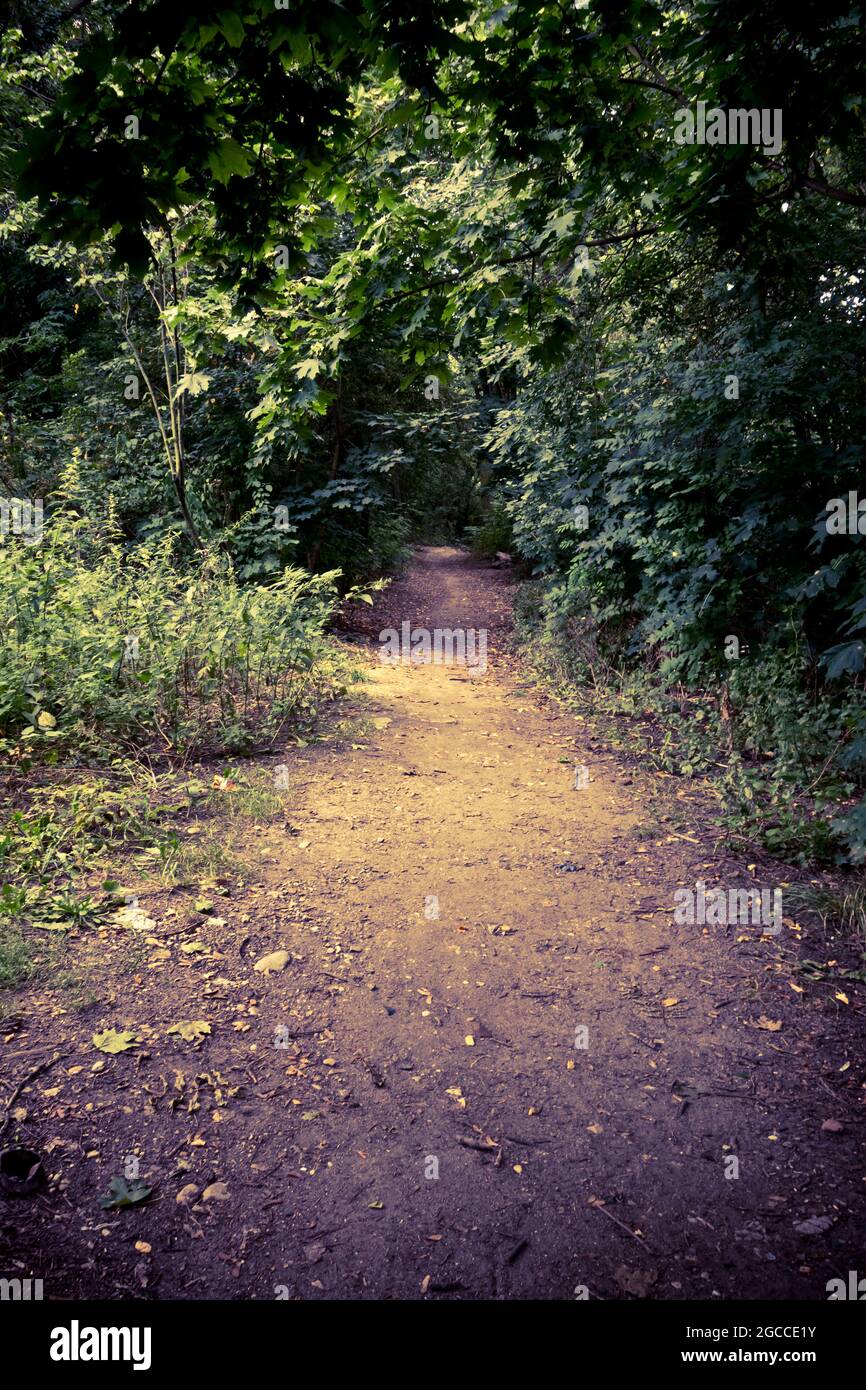 Geheimnisvoller Weg in den Wald Stockfoto