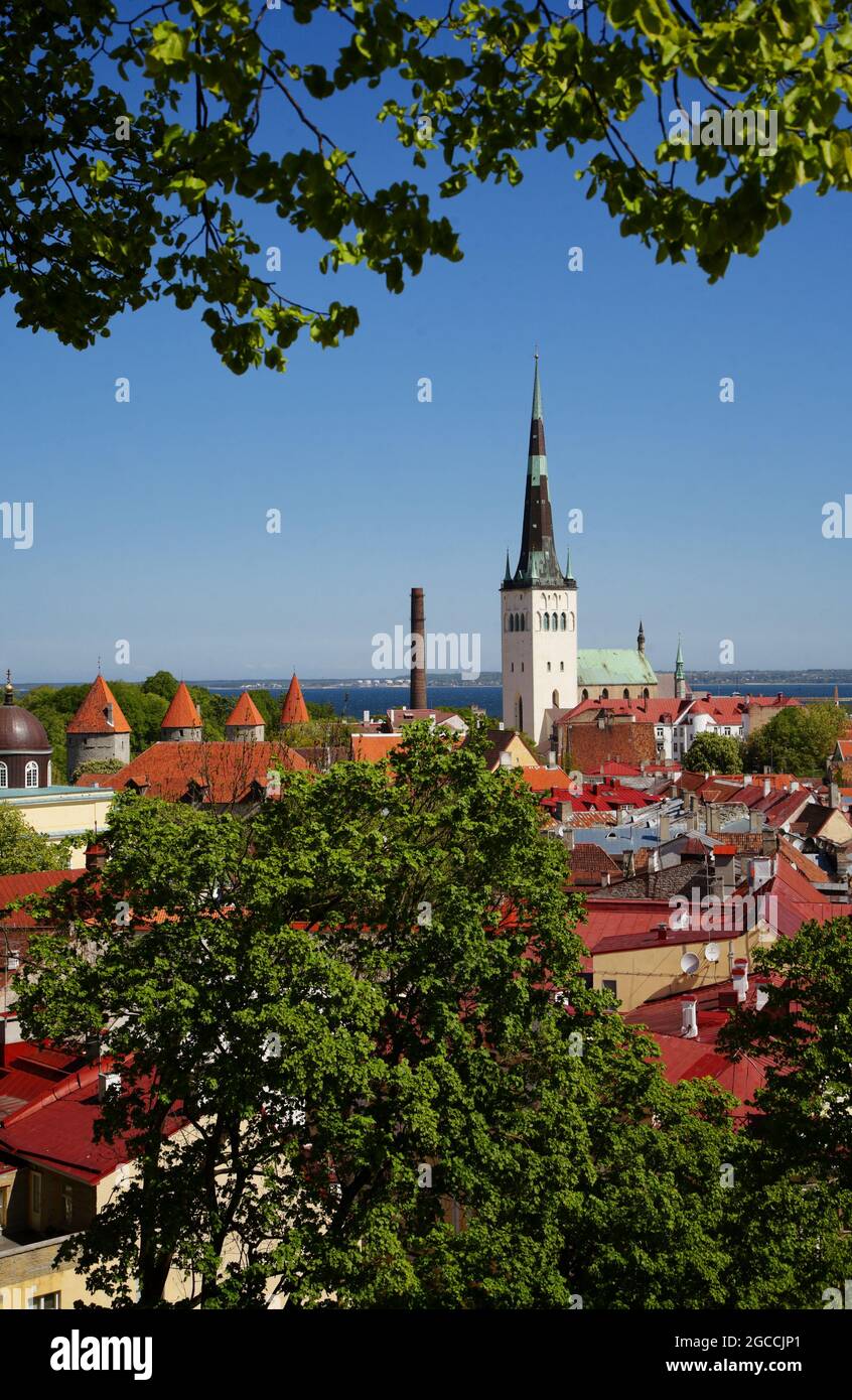 Blick auf die estnische Hauptstadt Tallinn Altstadt, mit der Kirche St. Olai über den Wipfeln. Stockfoto