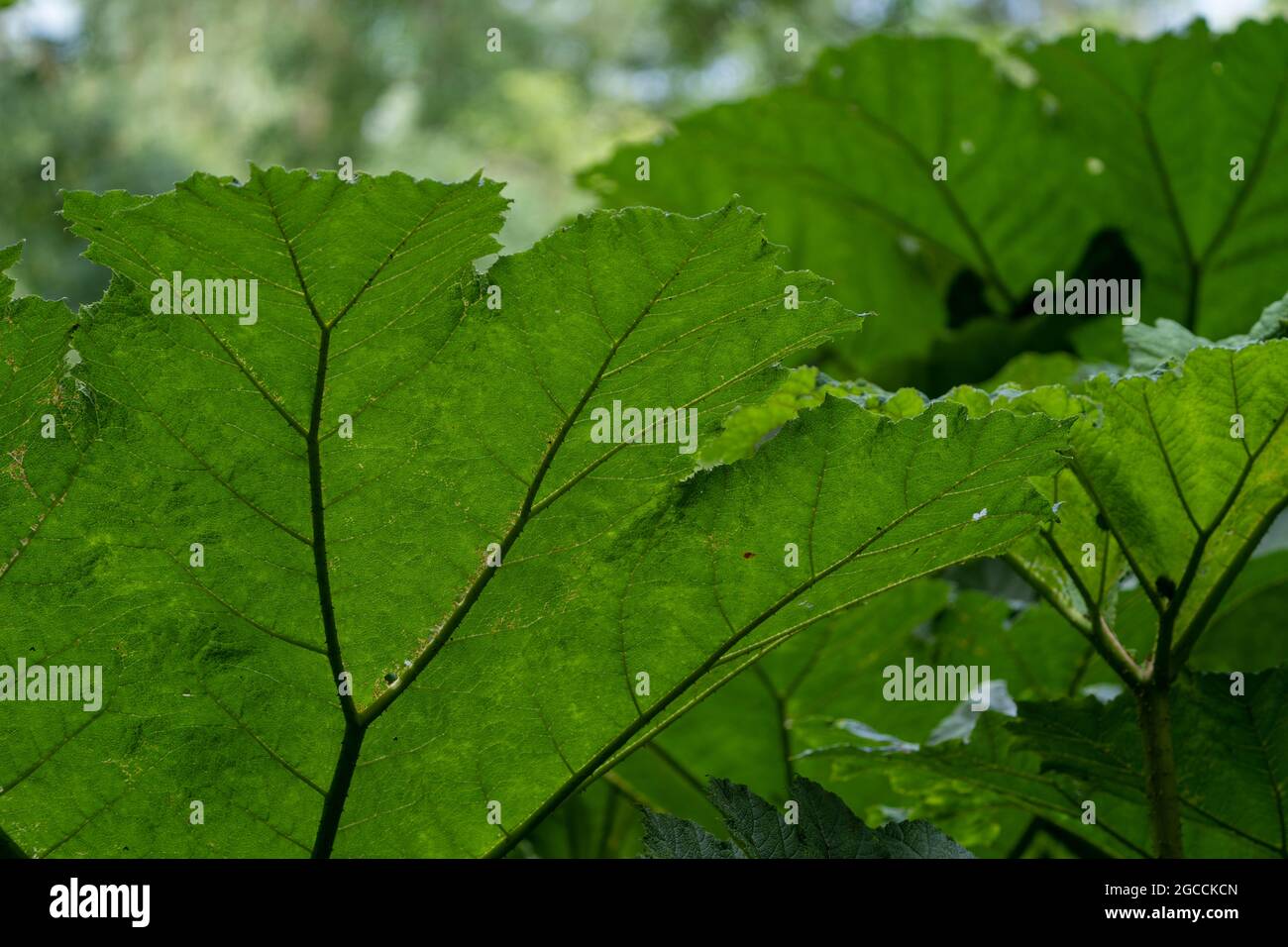 Makrodetail mit frischen grünen Blättern in Nahaufnahme mit komplexen Venenmustern und natürlicher Textur Stockfoto