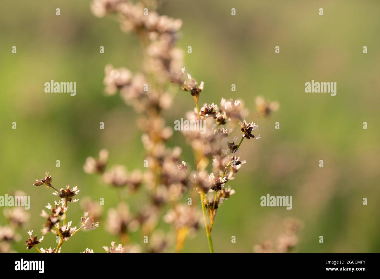 Zarte Wildblumenstiele mit winzigen weißen Blüten in Makrofotografie mit weichem Fokus Stockfoto
