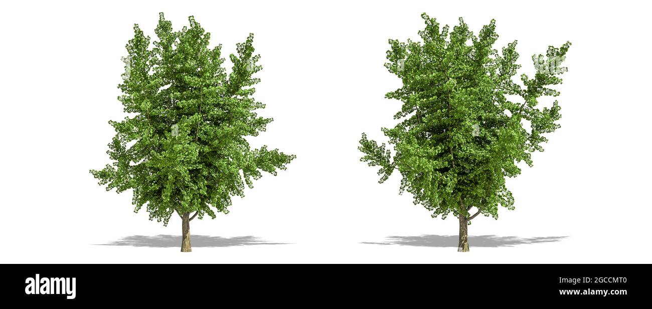 Schner Ginkgo biloba Baum isoliert und Schneiden auf einem weien  Hintergrund mit Clipping Pfad Stockfotografie - Alamy