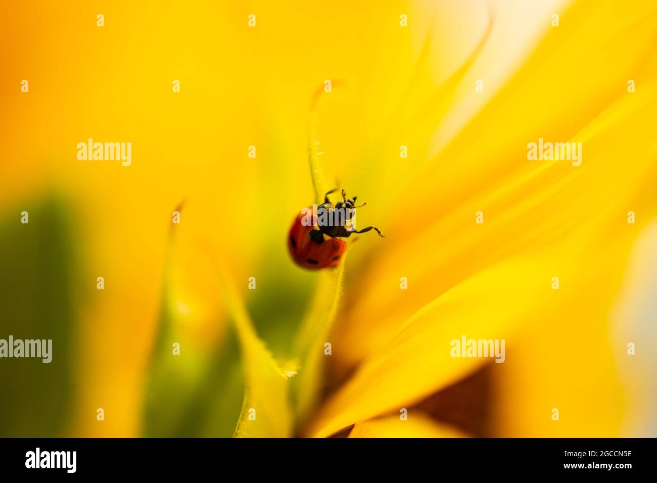 Marienkäfer auf Sonnenblume, Sommerzeit, Käferzeit, Postkarte Stockfoto