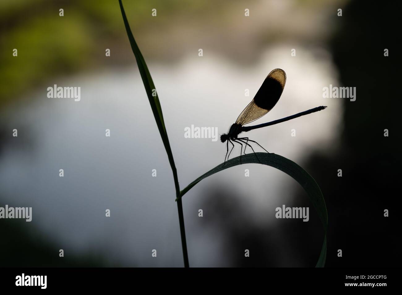 Männlich gebänderte Demoiselle (Calopteryx splendens), Großbritannien Stockfoto