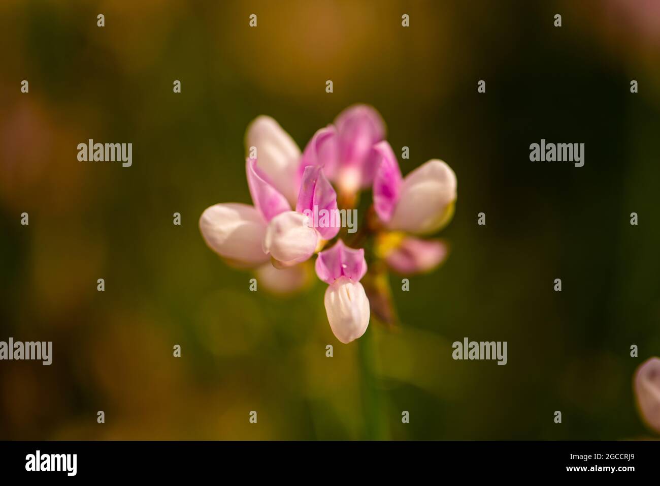 Wildblume auf dem Feld, coronilla Varia, Natur Stockfoto