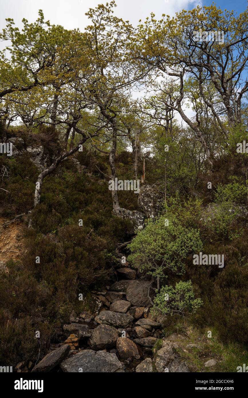Steinpfad durch einheimische Wälder auf der Isle of Carna, schottische Highlands Stockfoto