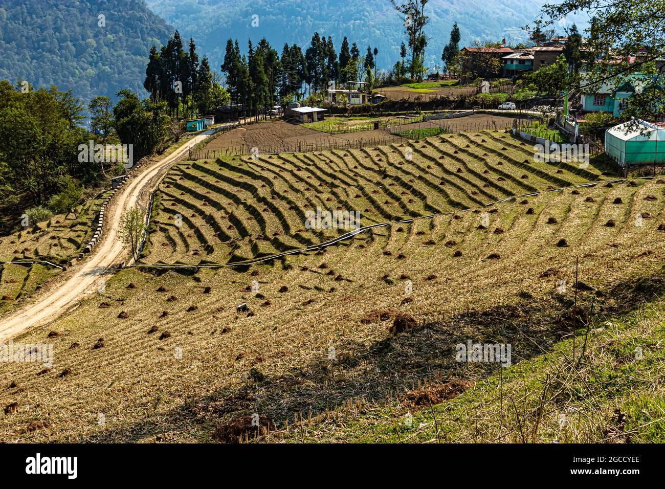 Die Bergstep-Felder in einem abgelegenen Dorf am Morgen aus dem oberen Winkel werden bei tawang arunachal pradesh india aufgenommen. Stockfoto