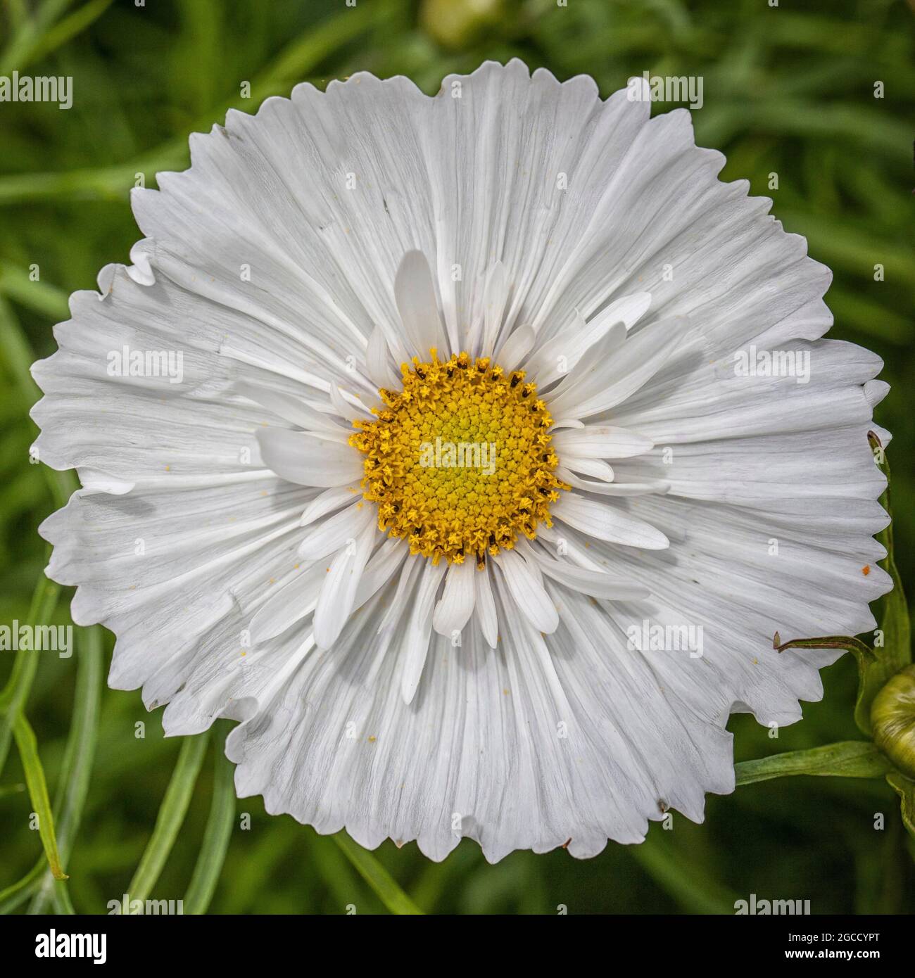 Weiße Blume Stockfoto