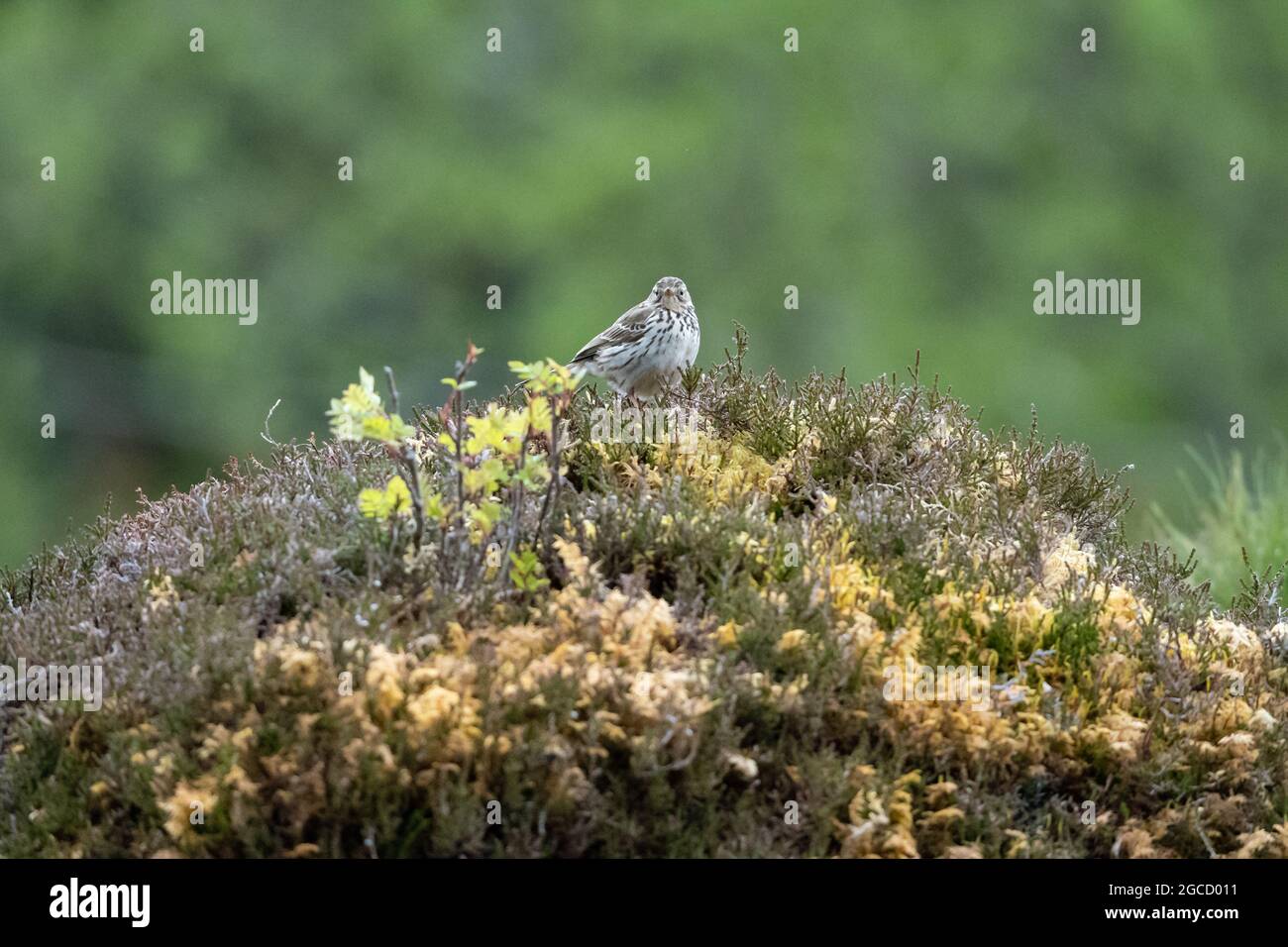 Kleiner Vogel auf Heidekraut- und moosbedecktem Hügel in den schottischen Highlands Stockfoto