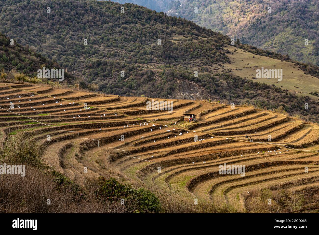 Die Bergstep-Felder in einem abgelegenen Dorf am Morgen aus dem oberen Winkel werden bei tawang arunachal pradesh india aufgenommen. Stockfoto