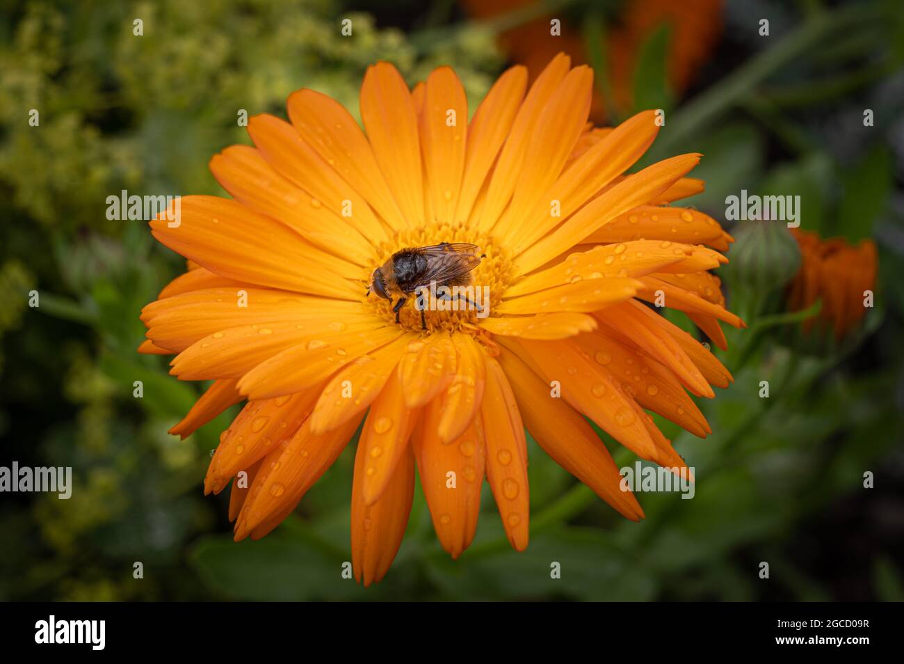 Nahaufnahme einer Fliege, die eine Organgenblume bestäubt Stockfoto