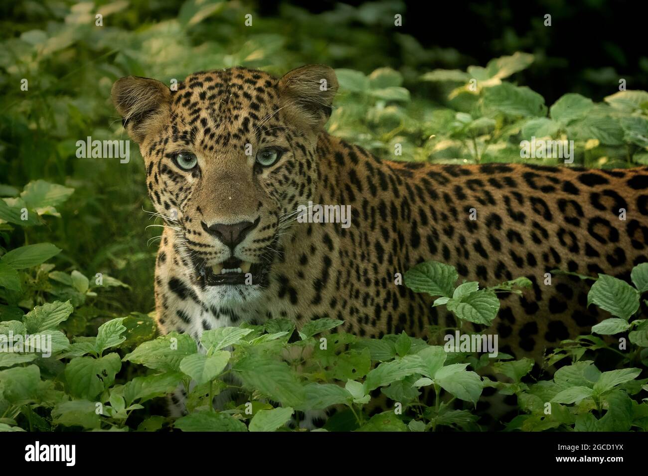 Indischer Leopard im Monsunwald Stockfoto