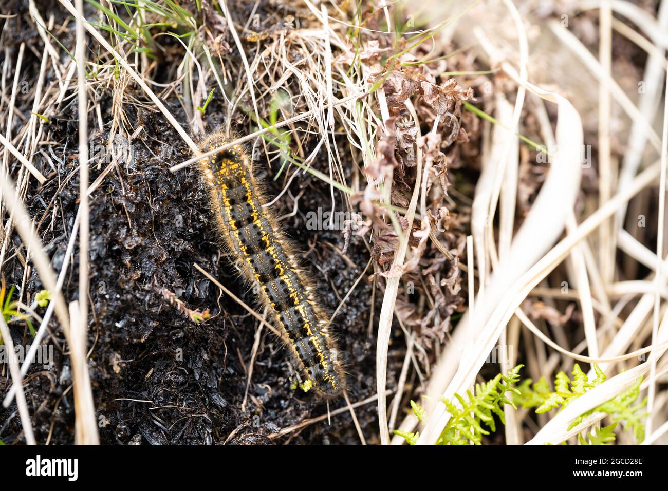 Haarige raupe, die durch getrocknetes Gras und Vegetation auf der schottischen Insel kriecht Stockfoto