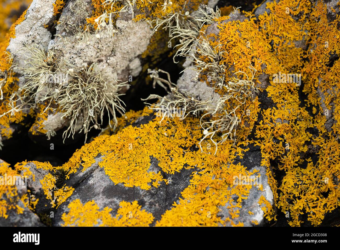 Leuchtende orangefarbene Flechten und graues Moos bedecken Küstenfelsen auf der schottischen Insel Stockfoto
