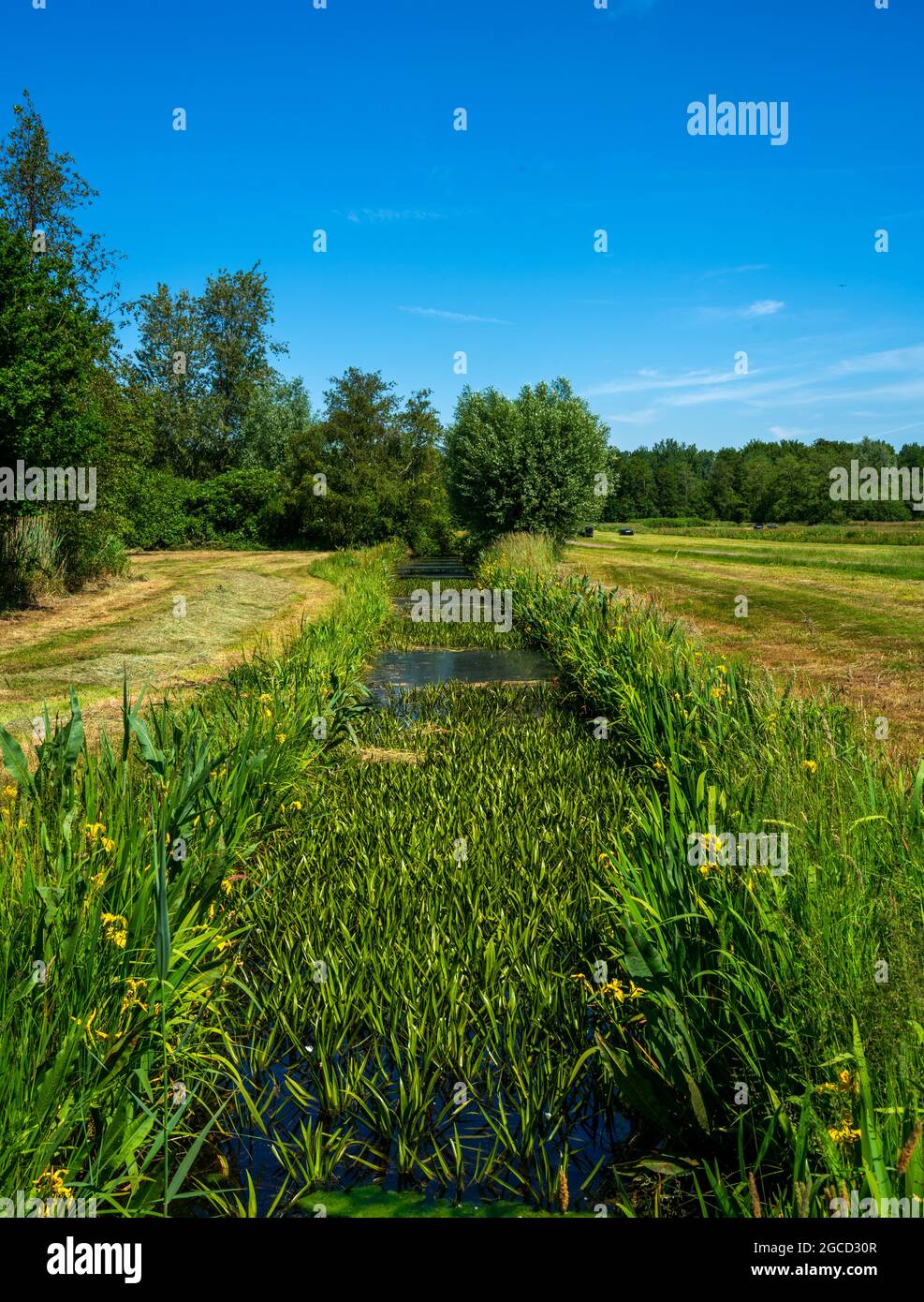 Graben mit Wassersoldaten (Stratiotes aloides) Stockfoto