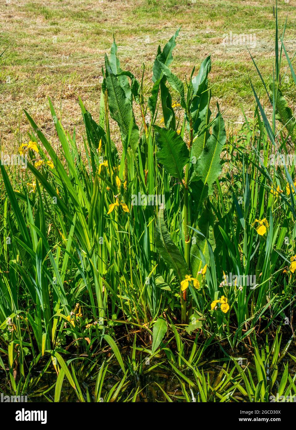 Nahaufnahme der Irisse der gelben Flagge (Iris pseudacorus) und des Great Water Dock (Rumex hydrolapathum) Stockfoto