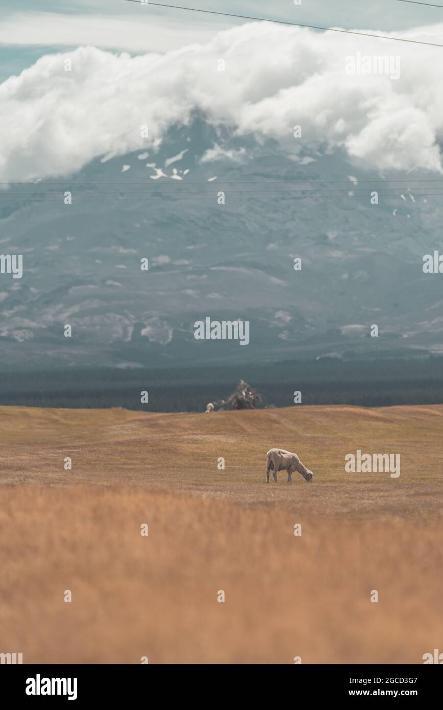 Einsamen Schafe auf dem Feld in Neuseeland Nordinsel Stockfoto