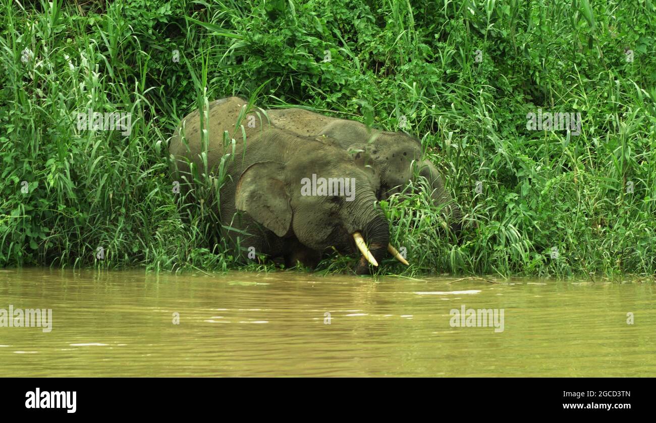 Elefanten kommen zum Fluss, um Borneo, Malaysia zu trinken Stockfoto