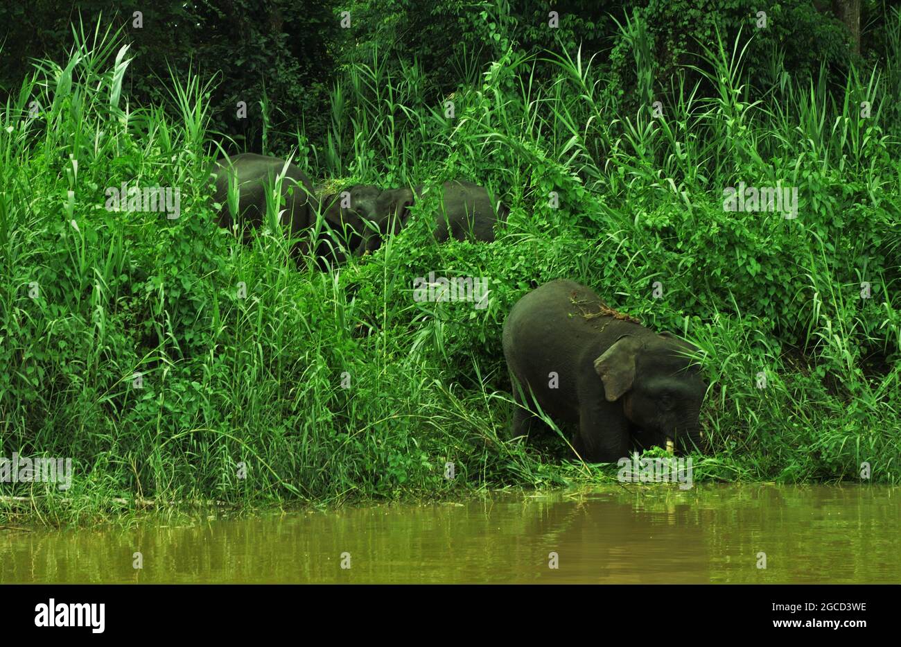 Borneo-Pygmäenelefanten des Kinabatangan-Flusses, Malaysia Stockfoto