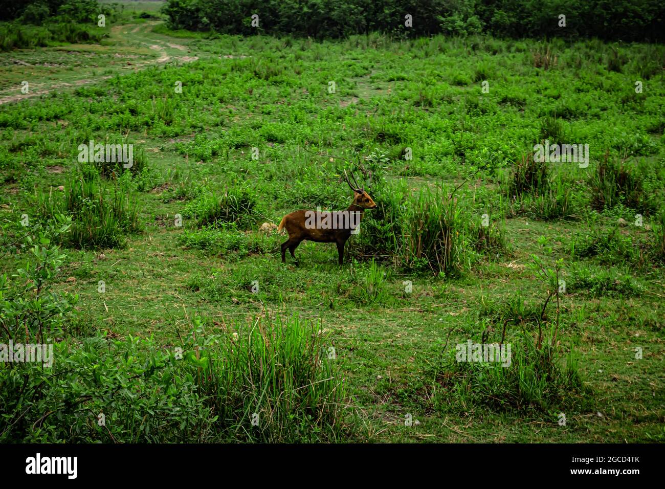 Das Bild des Hirsches, der am frühen Morgen Gras im Grasland frisst, wird im kaziranga-Nationalpark assam india aufgenommen. Stockfoto