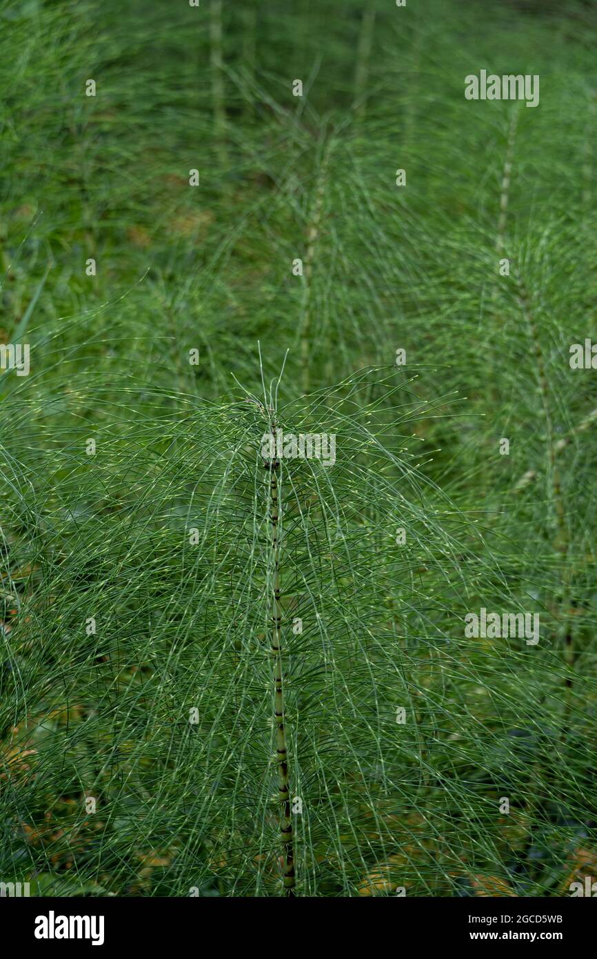 Schachtelhalmpflanze mit markantem segmentiertem Stamm und Federblattwerk im natürlichen Lebensraum Stockfoto