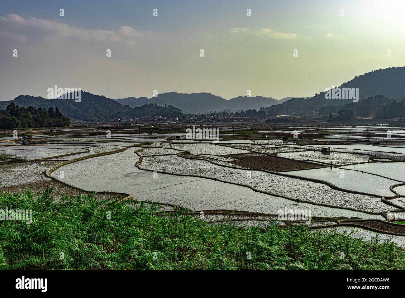 Das Bild des Reisfeldes auf dem Land, das am Morgen von anstachel umrahmt wird, wurde in ziro arunachal pradesh india aufgenommen. Stockfoto