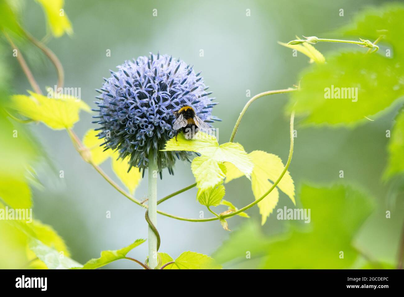Echinops und Hummel Hummel Hummel Biene verflochten mit goldenem Hopfen (humulus lupulus auteus) in uk Garten Grenze Stockfoto