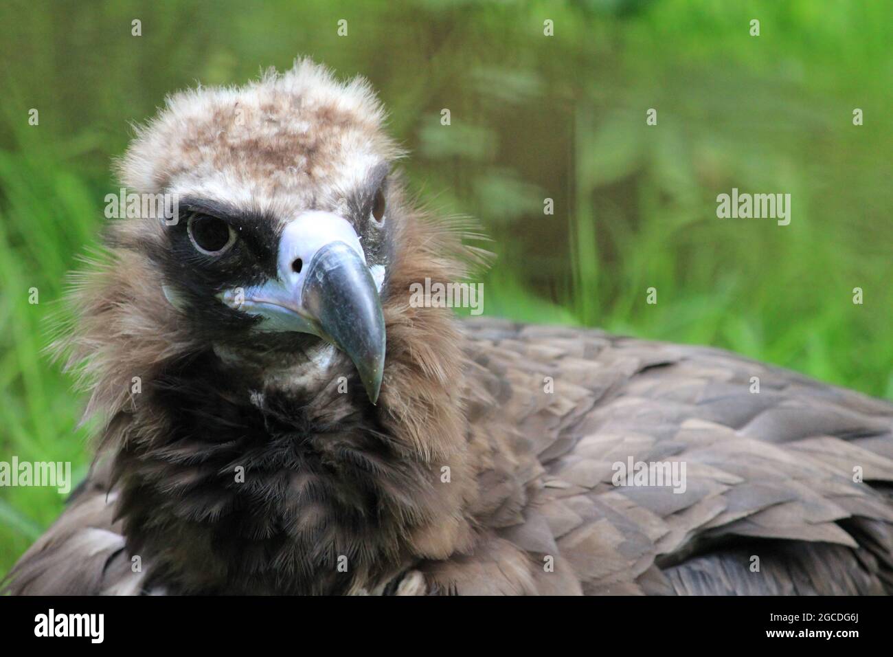 Cinereous vulture Stockfoto