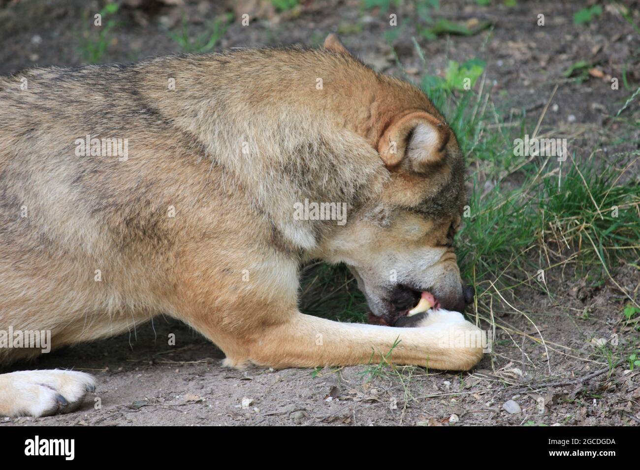 Eurasischen wolf Stockfoto