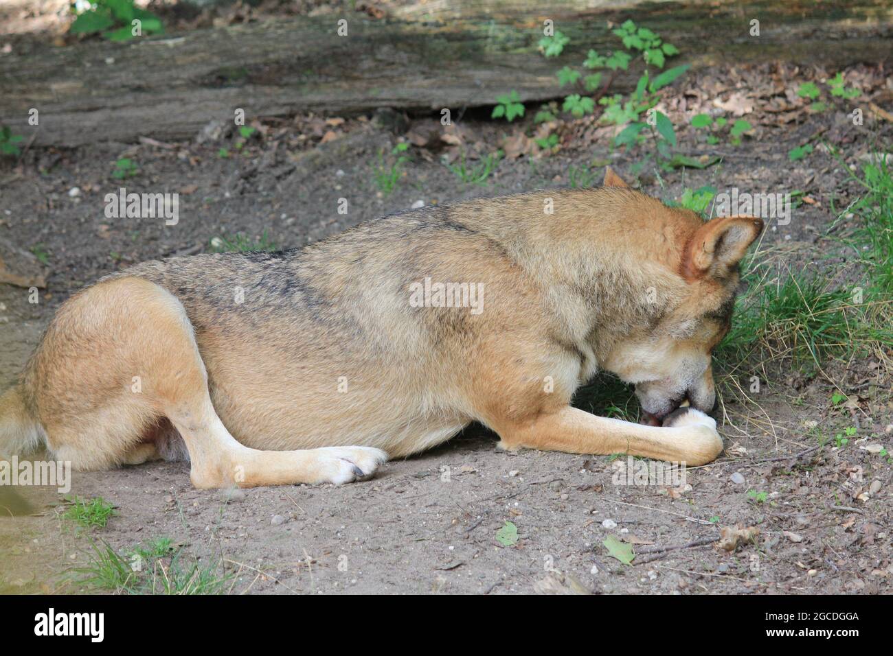 Eurasischen wolf Stockfoto