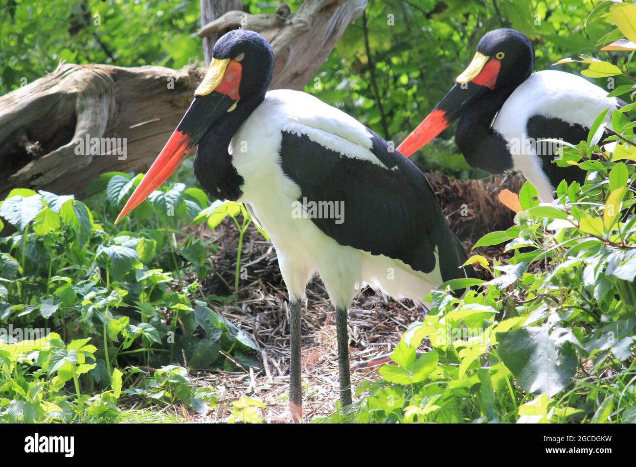 Sattel – abgerechnet Storch Stockfoto