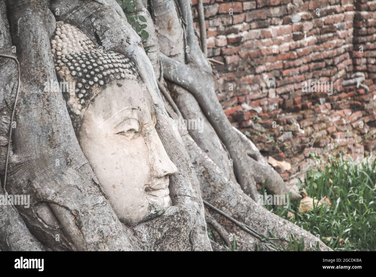 Statue des Buddha-Kopfes, gefangen in Bodhi-Baumwurzeln Stockfoto