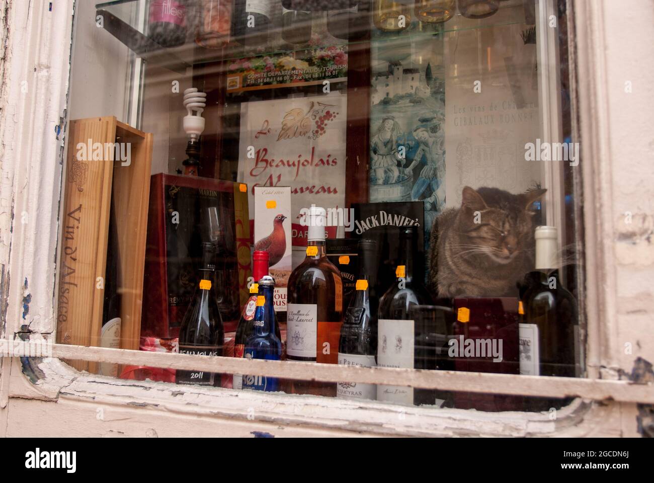 Katzenleben: Eine alte Katze, die im Schaufenster eines altmodischen Schnapsladens in Narbonne eindöst Stockfoto