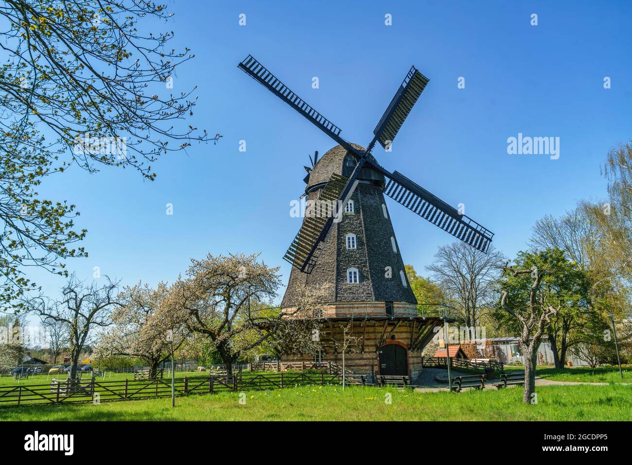 Britzer Mühle, Frühling in Berlin, Baumbluete, Britz, Berlin, Deutschland, Europa Stockfoto