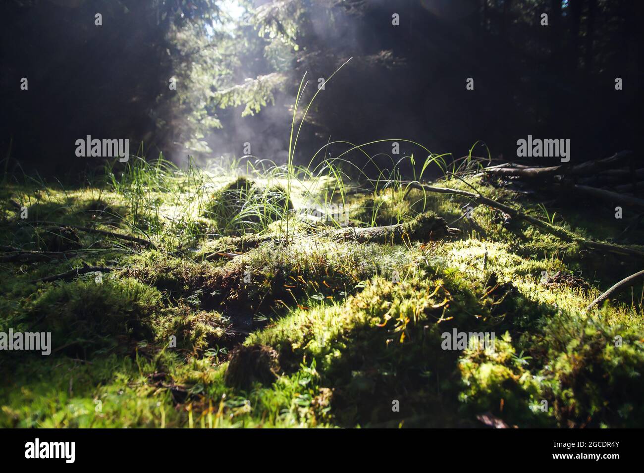 Morgens helles frisches grünes Gras und Moos im neblig warmen magischen Wald im Sommer Stockfoto