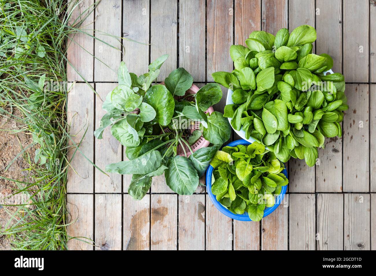 Ansicht von oben auf geerntetes Gemüse aus dem heimischen Garten, das während der Sperre von Covid-19 angebaut wurde Stockfoto