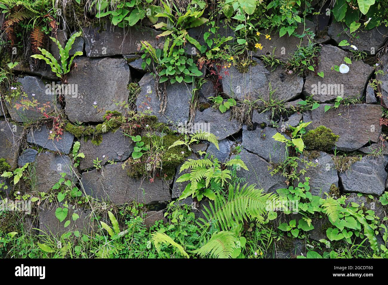 Aboned Stone Wall mit wilder Vegetation Stockfoto