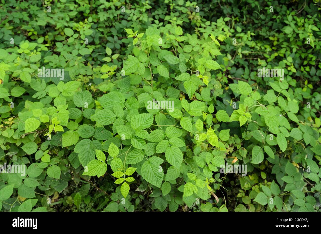 Grüne Blätter der Rubus idaeus, europäische Himbeerpflanze Stockfoto