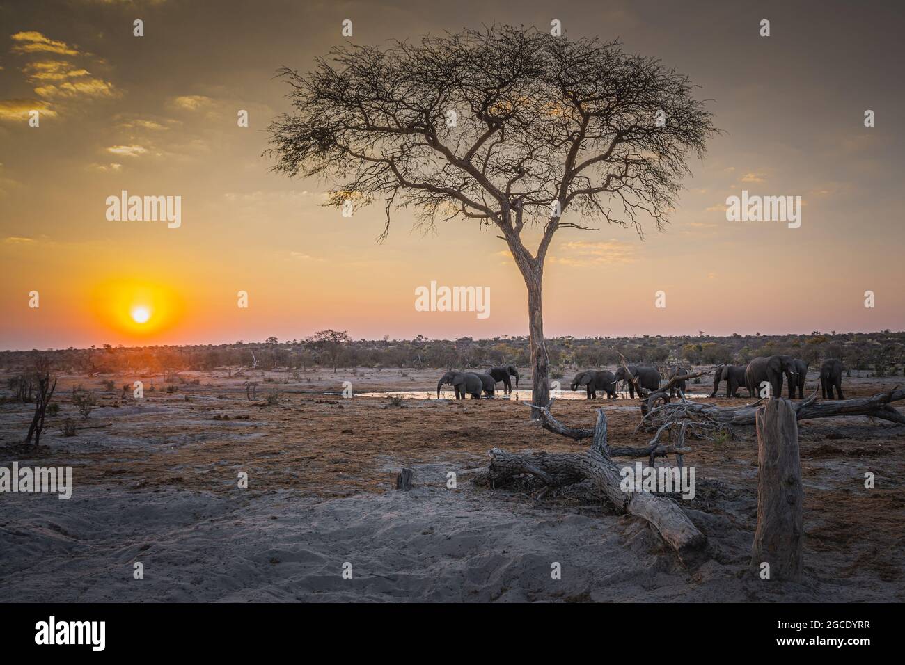 Eine große Herde afrikanischer Elefanten liegt auf einem Wasserloch in Central Kalahari, Botswana Stockfoto