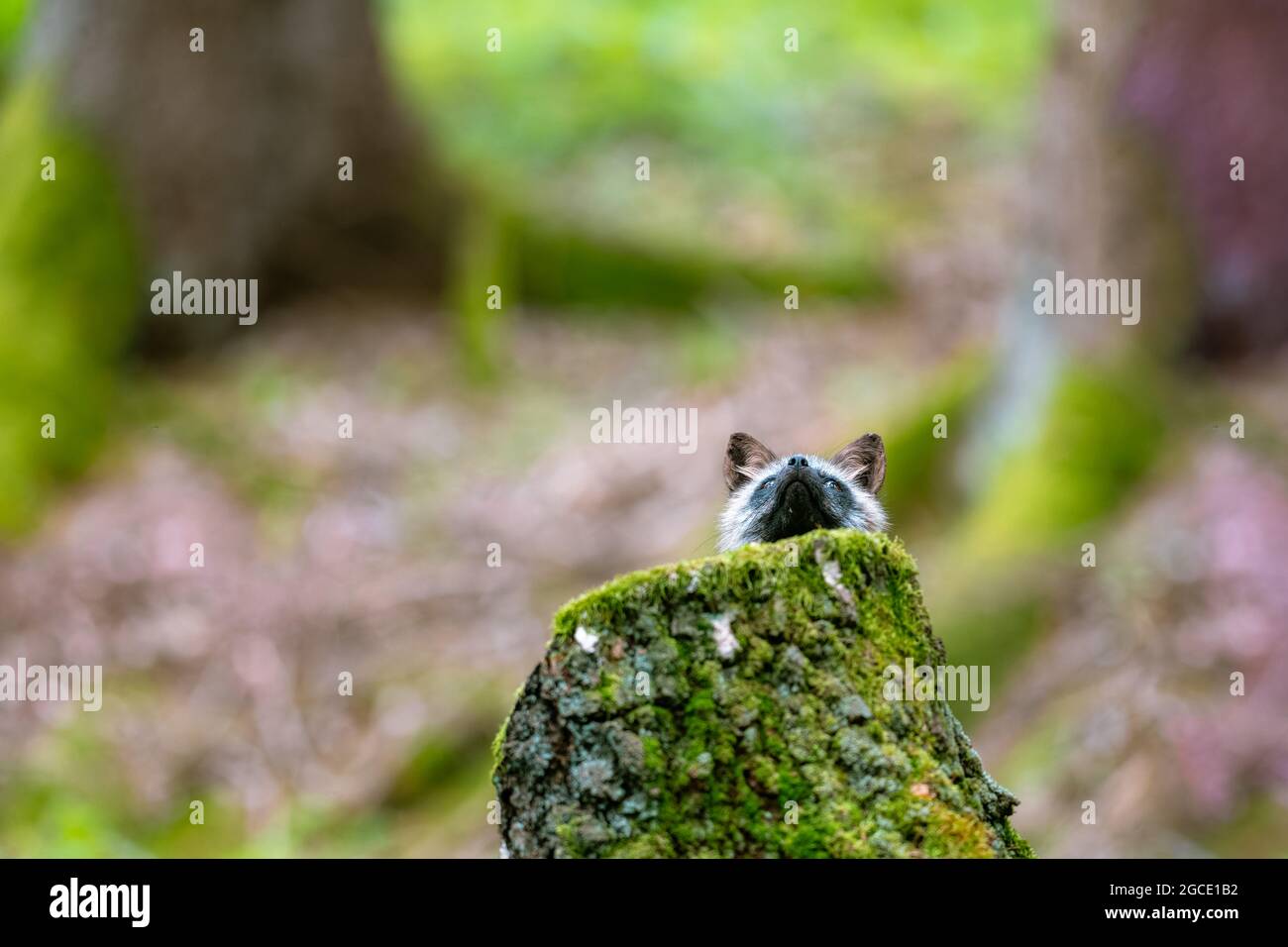 Der Rotfuchs (Vulpes vulpes) im Frühlingswald steht hinter einem Stumpf und schaut nach oben, nur der Kopf ist zu sehen. Stockfoto
