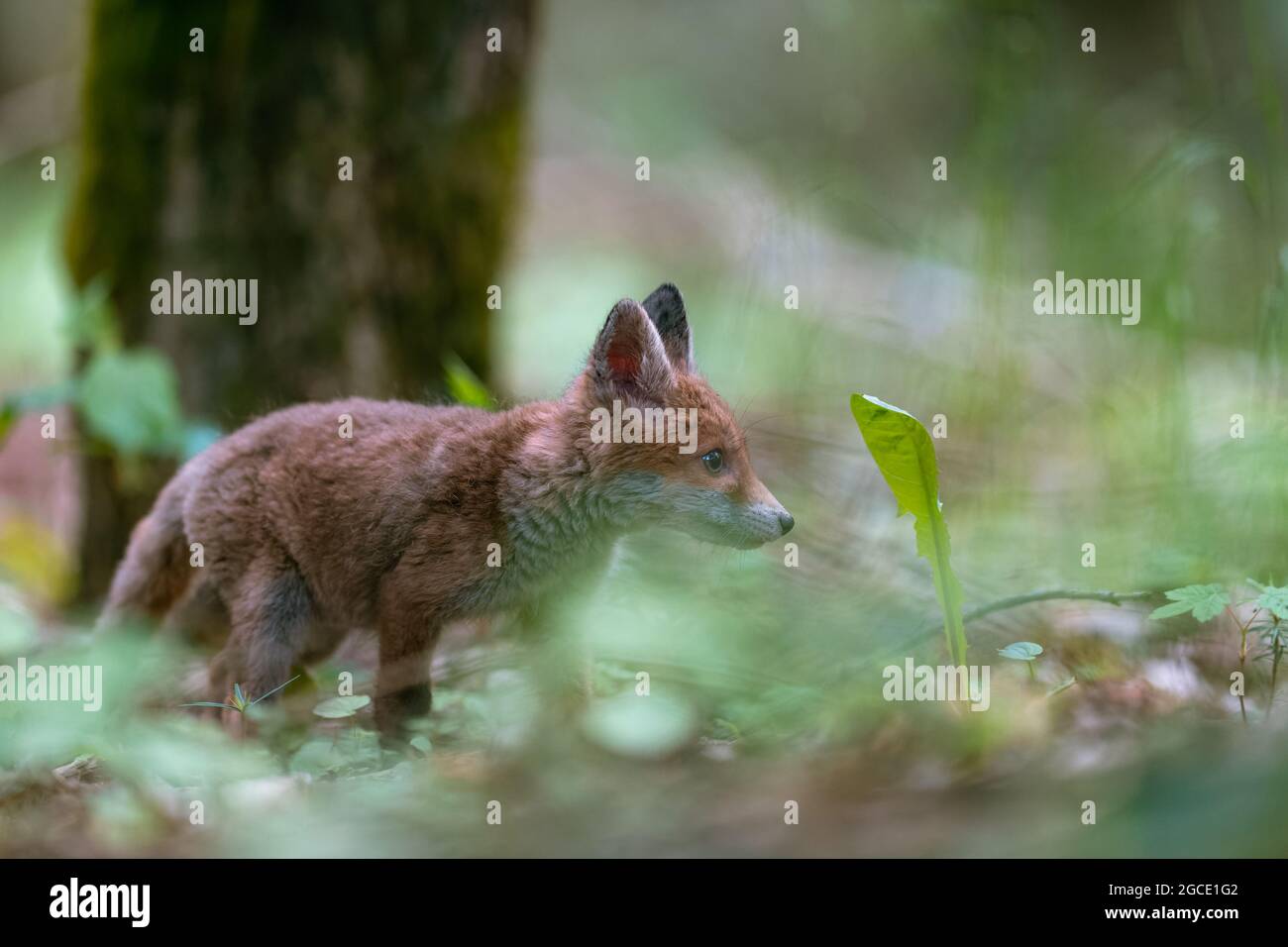 Jungfuchs (Vulpes vulpes), der vorsichtig im Frühlingswald spazierend und auf der Suche nach Nahrung ist. Stockfoto