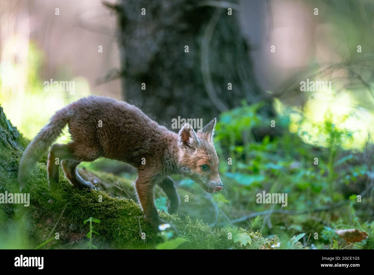 Jungfuchs (Vulpes vulpes), der vorsichtig im Frühlingswald spazierend und auf der Suche nach Nahrung ist. Stockfoto